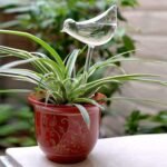 Glass bird plant watering bulb in a potted spider plant