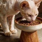 Cat eating from raised ceramic bowl